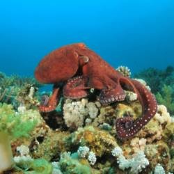 Octopus