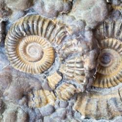 7 animals you won’t believe still exist
