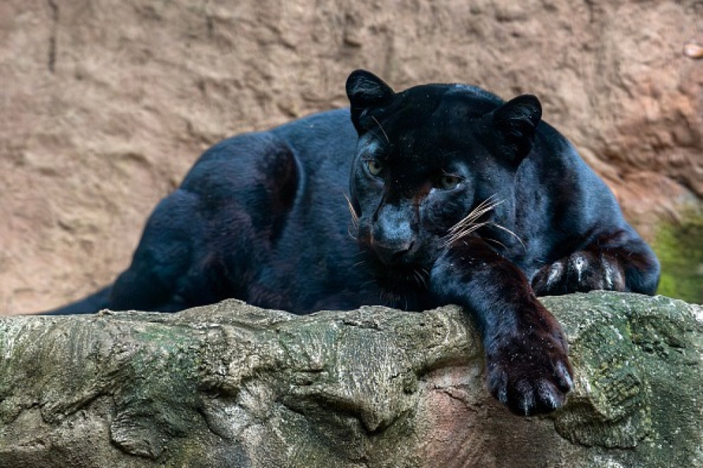 Is a panther on the loose in Scotland?