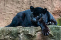 Is a panther on the loose in Scotland?