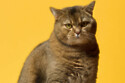 The loss of a pet can be extremely painful for humans