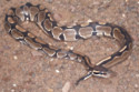 Python blood could help people to lose weight