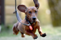 Couple couldn't believe what happened to their sausage dog