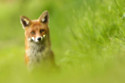 A fox travelled to New York