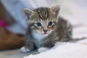 Kitten