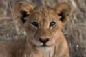 A young lion has been reunited with his parents