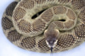 Reptile-assisted sessions help mental health patients manage anxiety and mood