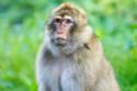 Barbary macaques on the Rock of Gibraltar have begun eating soil to counteract the effects of junk food consumed from tourists – a behaviour scientists say reflects the growing impact of human diets on wildlife