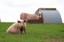 Pigs on farm
