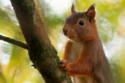 Vaping squirrels going viral spark warning from animal charity