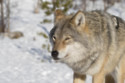 A wolf attacked a woman on the street in Germany