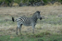 A zebra was on the run