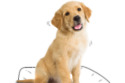 National Puppy Day image courtesy of AFI