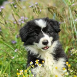 First steps to take before getting a pet