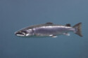 Atlantic salmon