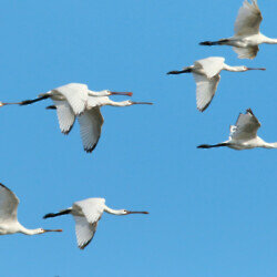 Flying