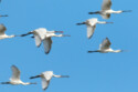 Flying
