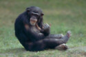 Bonobo apes have a sense of imagination