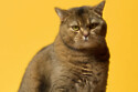 Cat Freie
