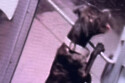 Dawson opening the front door to escape The Huntington Cabell Wayne Animal Shelter / © Instagram