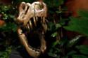 Scientists baffled by 150-million-year-old trackway that may reveal a limping Diplodocus