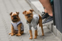 The mystery of why dogs follow their owners to the toilet seems to have been solved