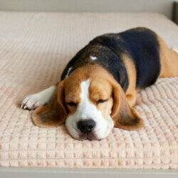 Can pets be neurodivergent?
