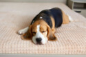 Dogs often dream about their lives