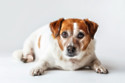 More than half of the dogs in Britain are overweight or obese