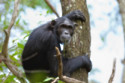 A female chimpanzee