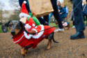 Festive dachshund dog at the Christmas Hyde Park Sausage Walk 2025