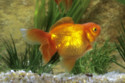 Goldfish drives its way into the Guinness Book of Records