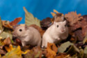 Gerbils
