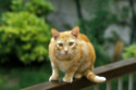 New EU travel rules mean UK pet passports are no longer valid for trips to Europe