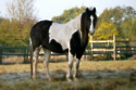 Horses have the ability to smell human fear