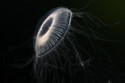 Bizarre 'jellyfish' UFO reportedly hovered over Russian city