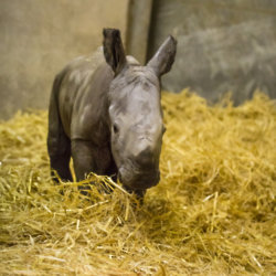Credit: Knowsley Safari Park