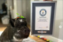 Merlin the Pig has over a million Instagram followers