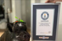 Merlin the Pig is a world record holder