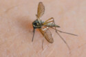 Mosquitoes are becoming reliant on human blood
