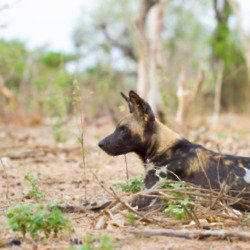 African Wild Dog