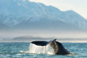 Hump back Whales