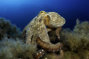 Oldest octopus fossil wasn’t an octopus … scientists say ‘my bad’ after 300 million years
