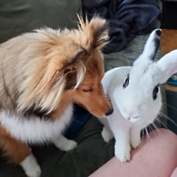Rabbit & Sheep dog pals - PA Real Life
