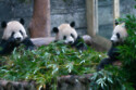 Pandas eating bamboo shoots