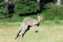 Photo: Martin Zwick/Biosphoto/Avalon