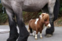 Pumuckel - the world's smallest horse / © Guinness World Records