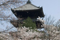 Japan travel expert says tourists should consider alternative locations to enjoy cherry blossom season without crowds