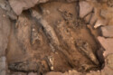 Scientists have discovered the fossilised remains of a 'weird' creature