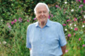 BBC is set to celebrate Sir David Attenborough